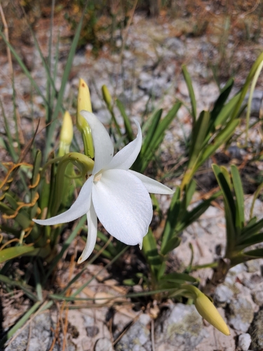 Angraecum protensum