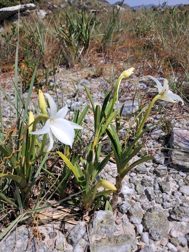 Angraecum protensum