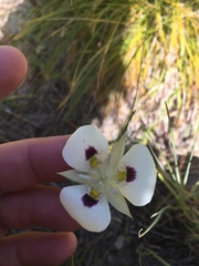 Calochortus eurycarpus