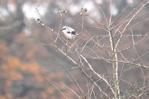 Great Gray Shrike, Otterlo, Nederland, photo 8 of 10