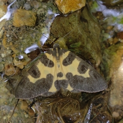 Pantherodes pardalaria