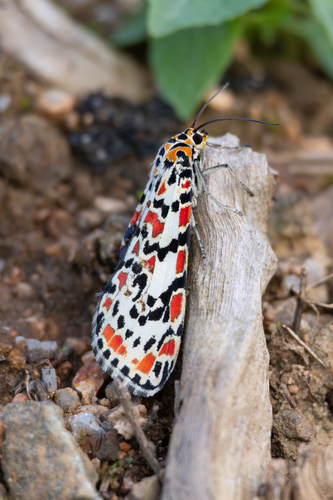 Crimson-speckled Flunkey photo 4