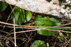 Arisarum simorrhinum, photograph Diego González Dopico, CC BY, iNaturalist via GBIF