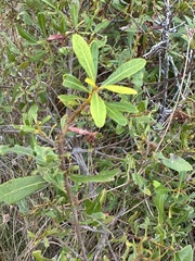 Morella cerifera image
