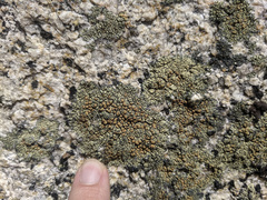 Lecanora semitensis