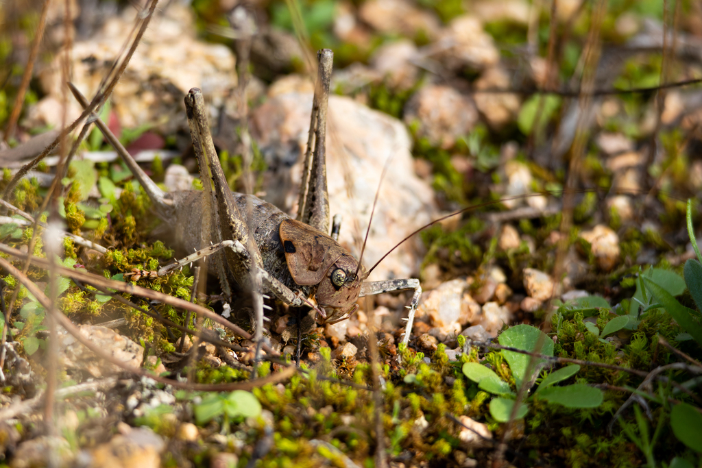 Two-toothed Bush-cricket