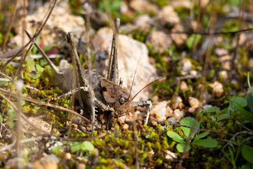 Two-toothed Bush-cricket