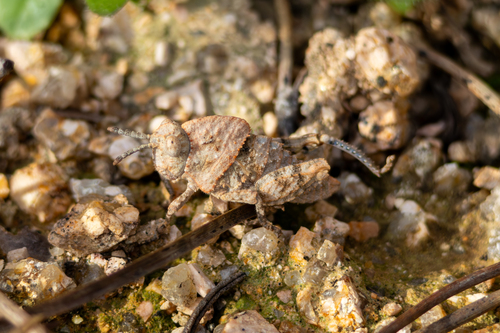 Thick-necked Stone Grasshopper