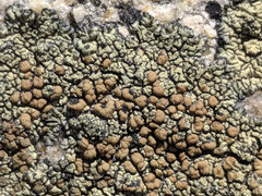 Lecanora semitensis