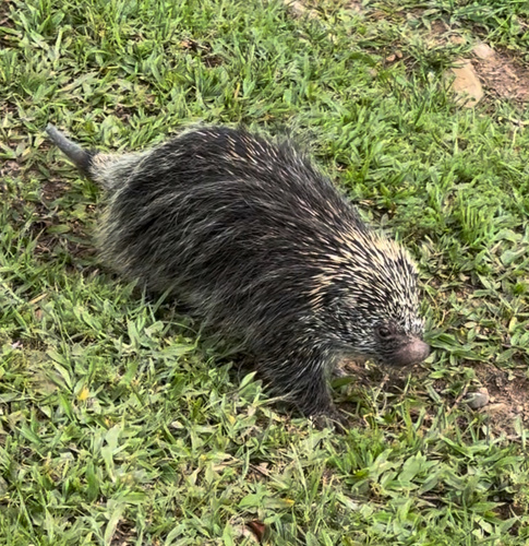 Paraguayan Hairy Dwarf Porcupine