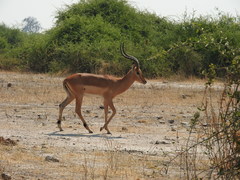 Aepyceros melampus