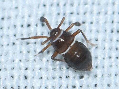 Pissonotus nitens