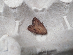 Apamea lateritia