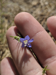 Eriastrum sapphirinum