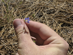 Eriastrum sapphirinum