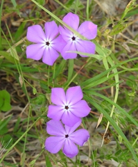 Phlox glabriflora