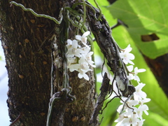 Chiloschista usneoides