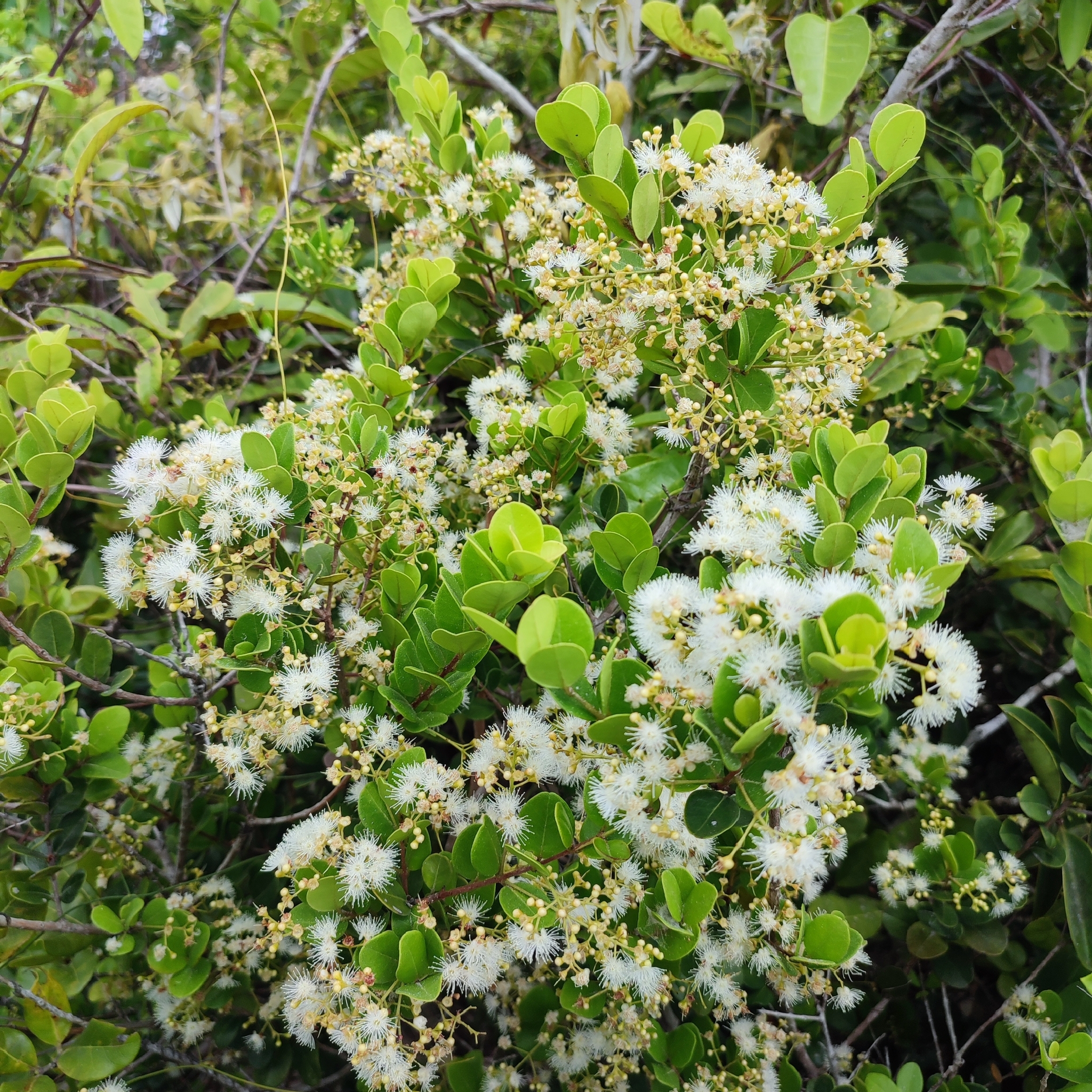 Imagem de Pedra-ume-caá