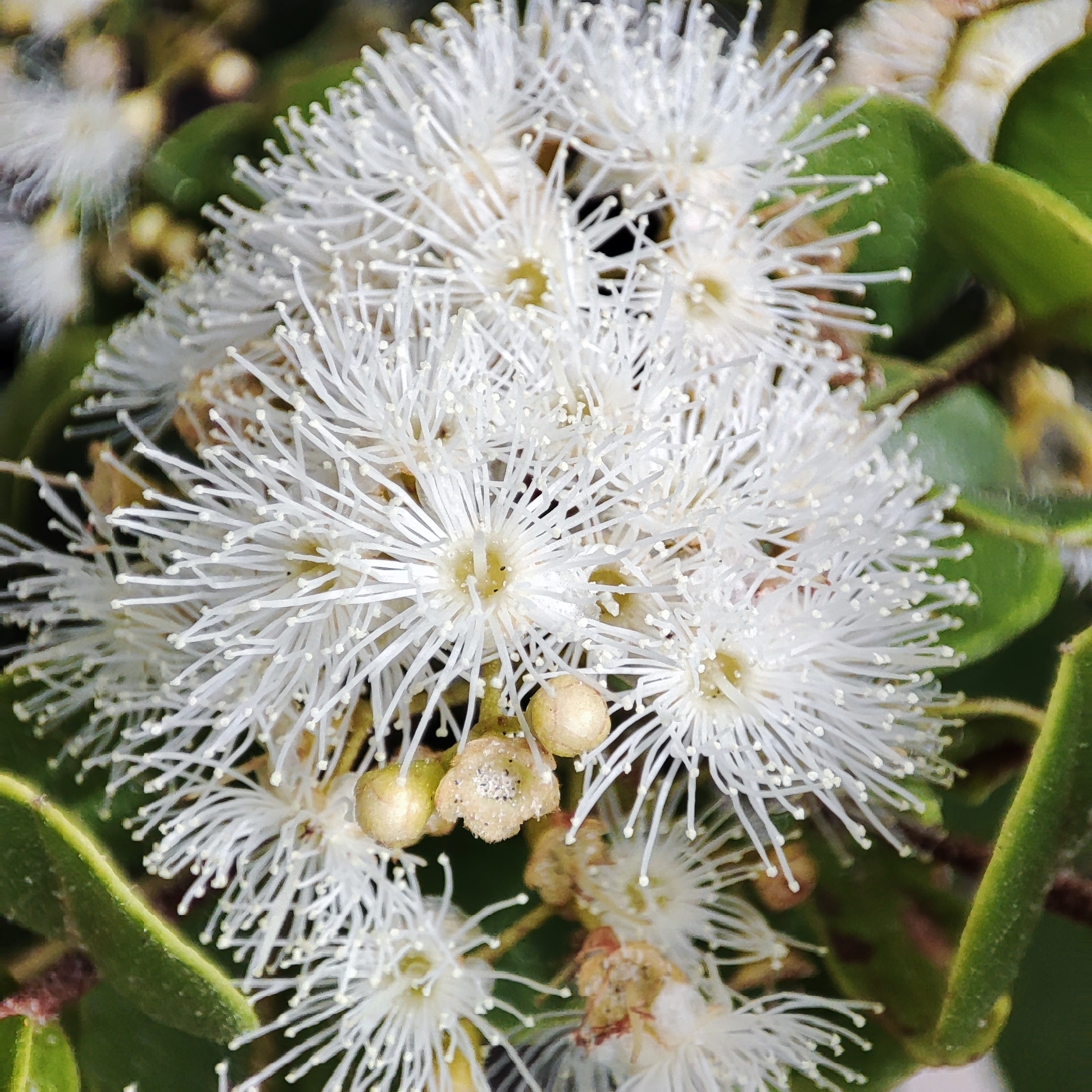 Imagem de Pedra-ume-caá