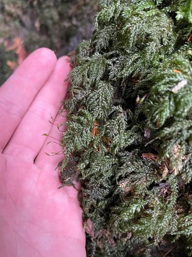Image of Thamnobryum alleghaniense by (c) Sam Turner, some rights reserved (CC BY)