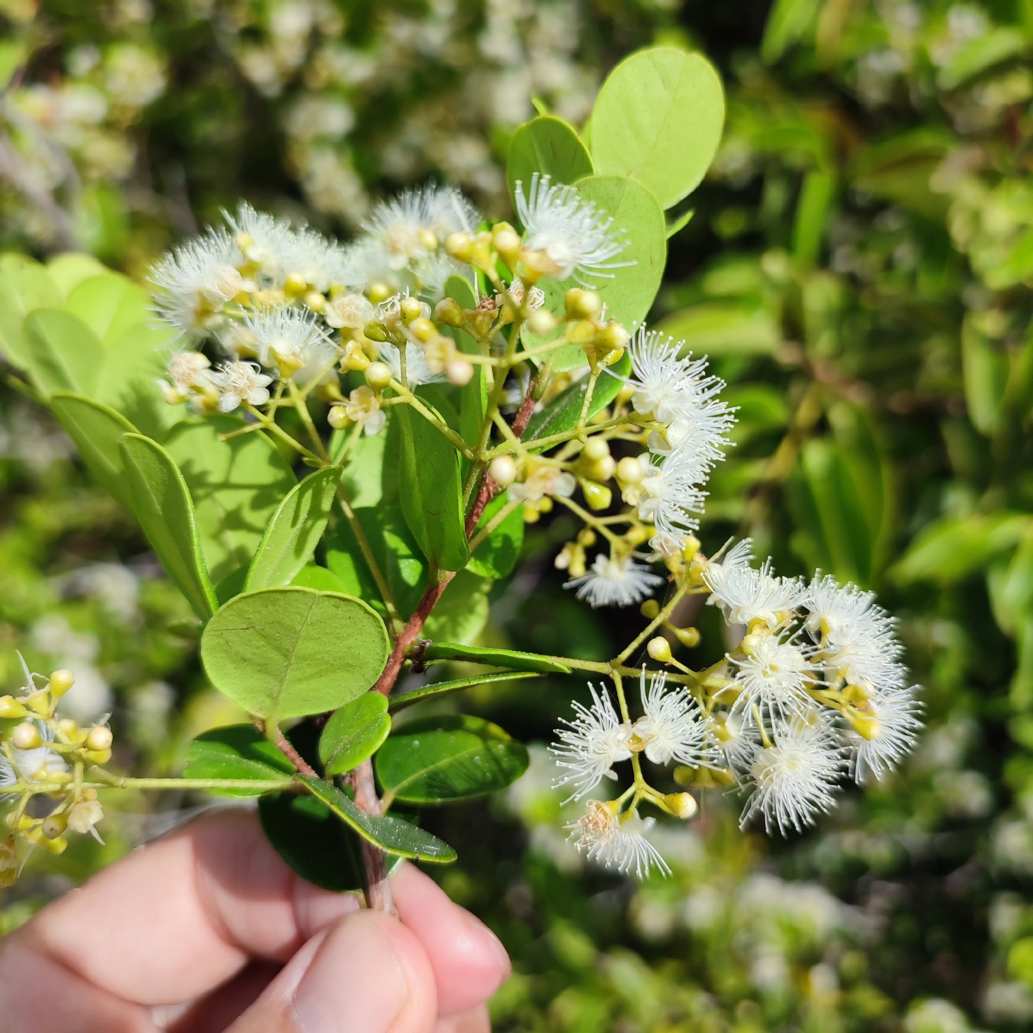 Imagem de Pedra-ume-caá