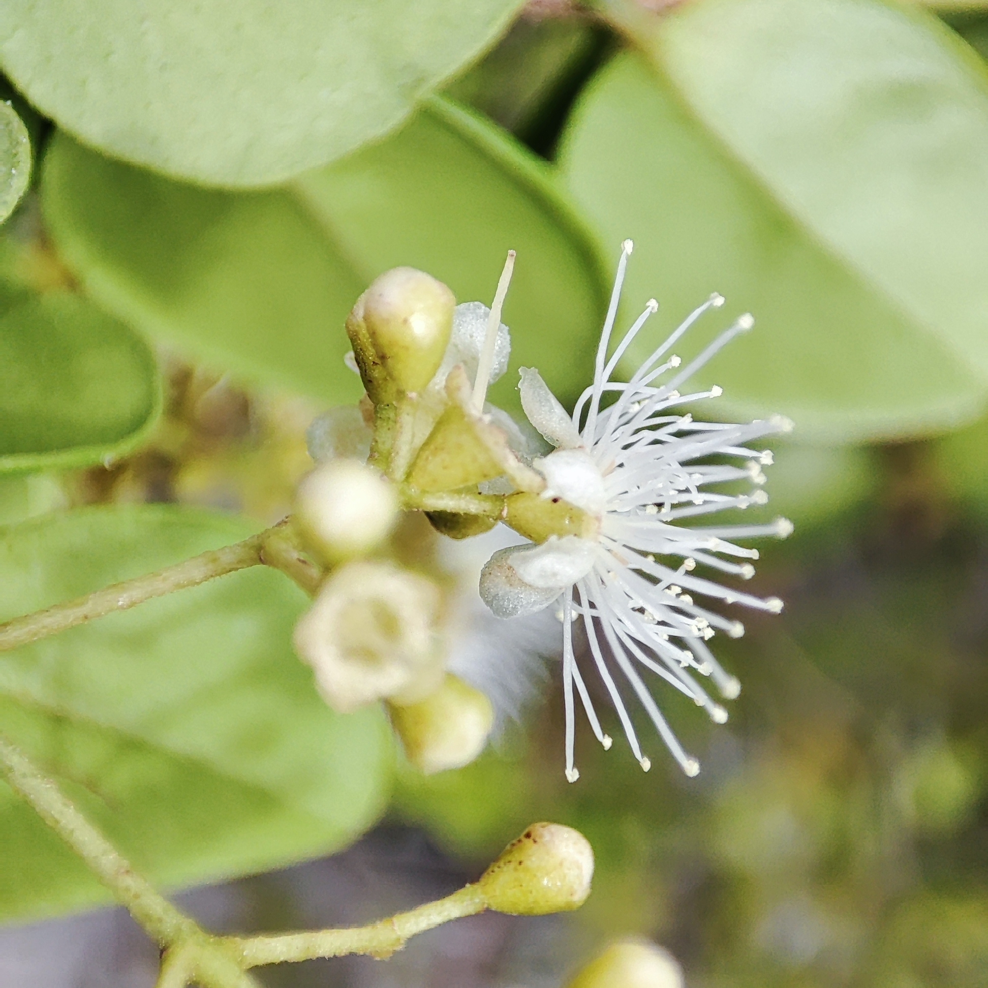 Imagem de Pedra-ume-caá