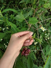 Ampelomyia vitiscoryloides