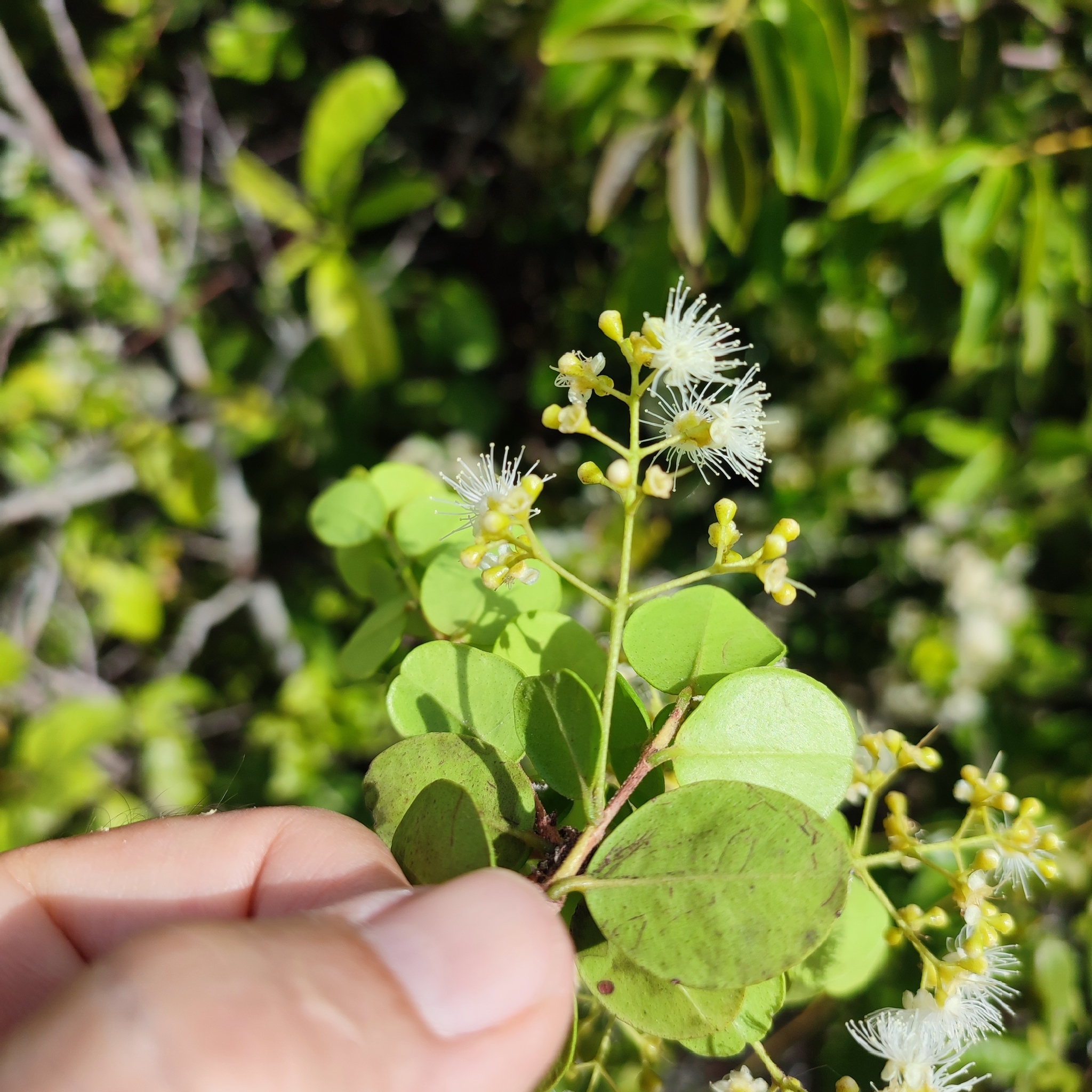 Imagem de Pedra-ume-caá