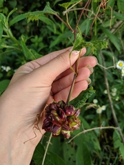 Ampelomyia vitiscoryloides