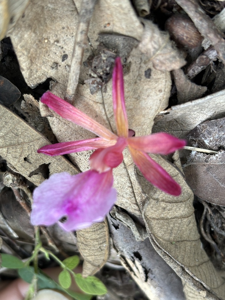 Psychilis atropurpurea