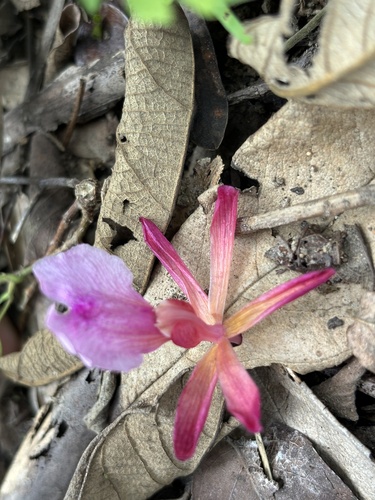 Psychilis atropurpurea, photograph 2