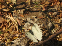 Belenois gidica abyssinica