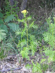 Tanacetum vulgare