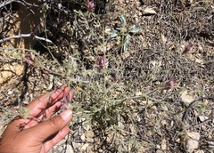Cordylanthus kingii helleri
