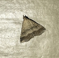 Tetanolita palligera