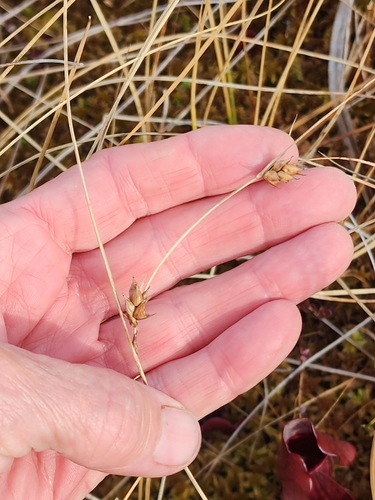 Image of Carex oligosperma by (c) Norma Malinowski, some rights reserved (CC BY)