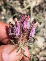 Cordylanthus kingii helleri