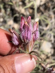 Cordylanthus kingii helleri