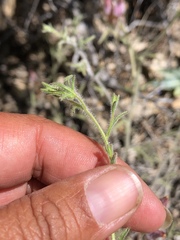 Cordylanthus kingii helleri