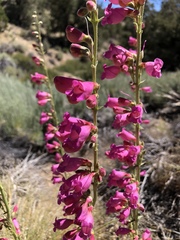 Penstemon floridus floridus