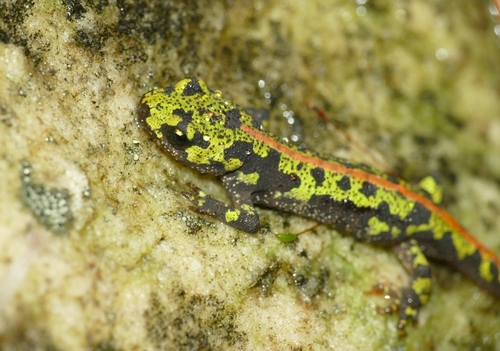 Marbled Newt, 77300 Fontainebleau, France, photo 8 of 10
