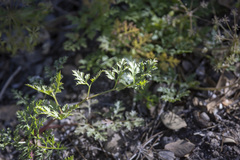 Tauschia parishii