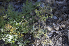 Tauschia parishii