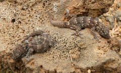 Boettger's Wall Gecko photo 3