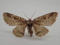 Zale phaeocapna