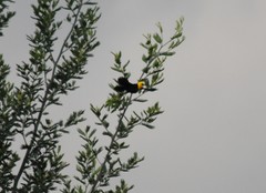 Chrysomus icterocephalus bogotensis