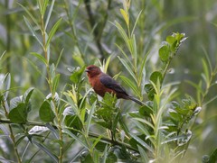 Conirostrum rufum