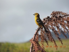 Pheucticus chrysogaster