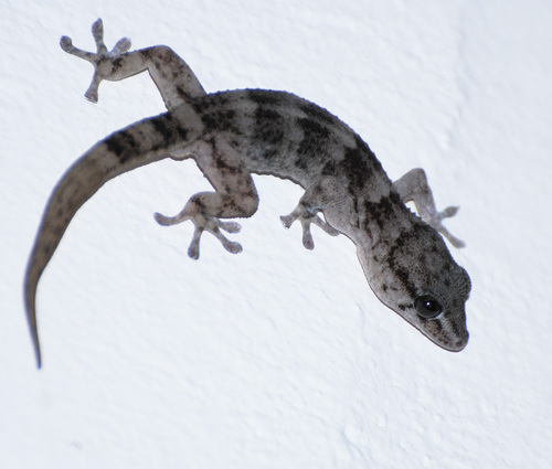 Boettger's Wall Gecko