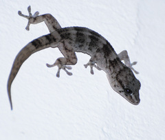 Boettger's Wall Gecko photo 2